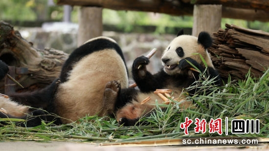 憨态可掬的大熊猫。(唐启浩摄)