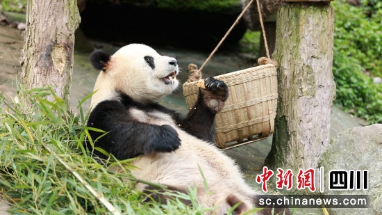 憨态可掬的大熊猫。(唐启浩摄)