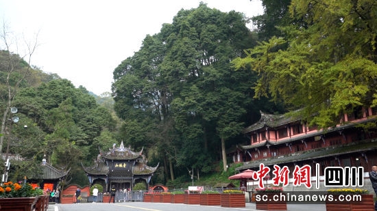 都江堰青城山。(唐启浩摄)