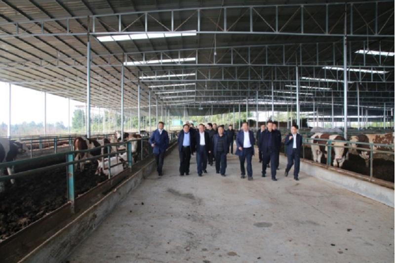 【巴中】平昌县召开肉牛产业集群项目现场会_四川统一战线_各地统战