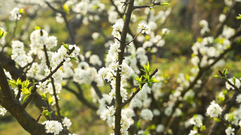 泸州古蔺蜂糖李花俏争春