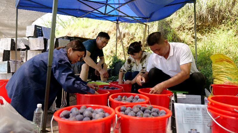 四川绿化树苗批发市场电话
