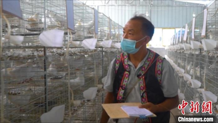 熊小兵正在巡视鸽舍。　高嘉琪 摄