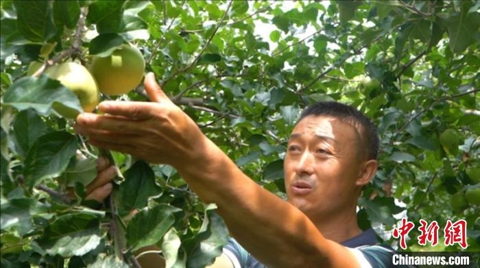 张世军检查苹果树。　高嘉琪 摄