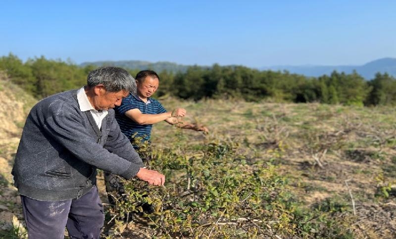 巴中农业合作社引领乡村振兴新风尚