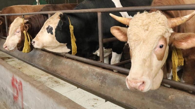 最高补贴1000万元！佛山、合肥、常熟、深圳出台政策支持“养龙虾”华体会- 华体会体育官网- 华体会体育APP下载